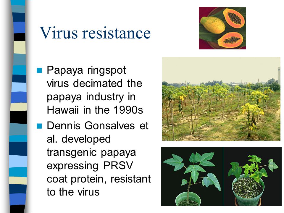 Virus resistance Papaya ringspot virus decimated the papaya industry in Hawaii in the 1990s Dennis Gonsalves et al.