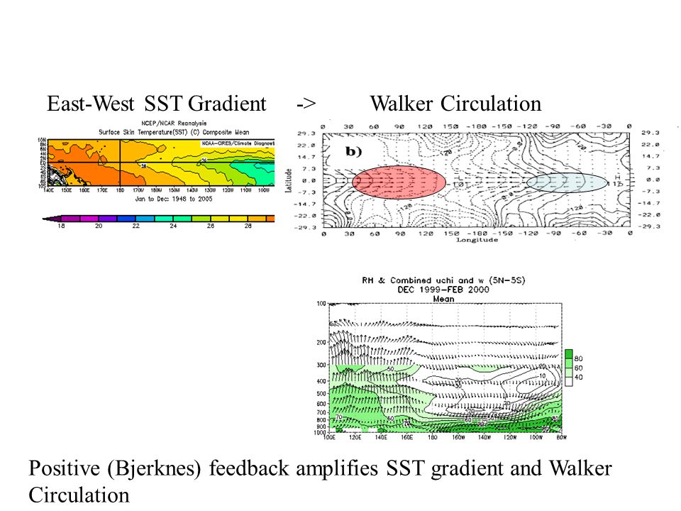 East-West SST Gradient -> Walker Circulation Positive (Bjerknes) feedback amplifies SST gradient and Walker Circulation