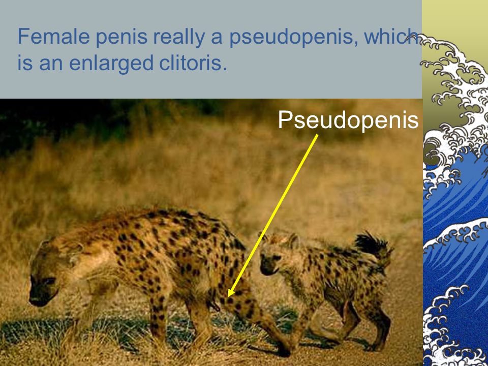 evolution-of-the-clitoris-gif-naked-grandma-pussy