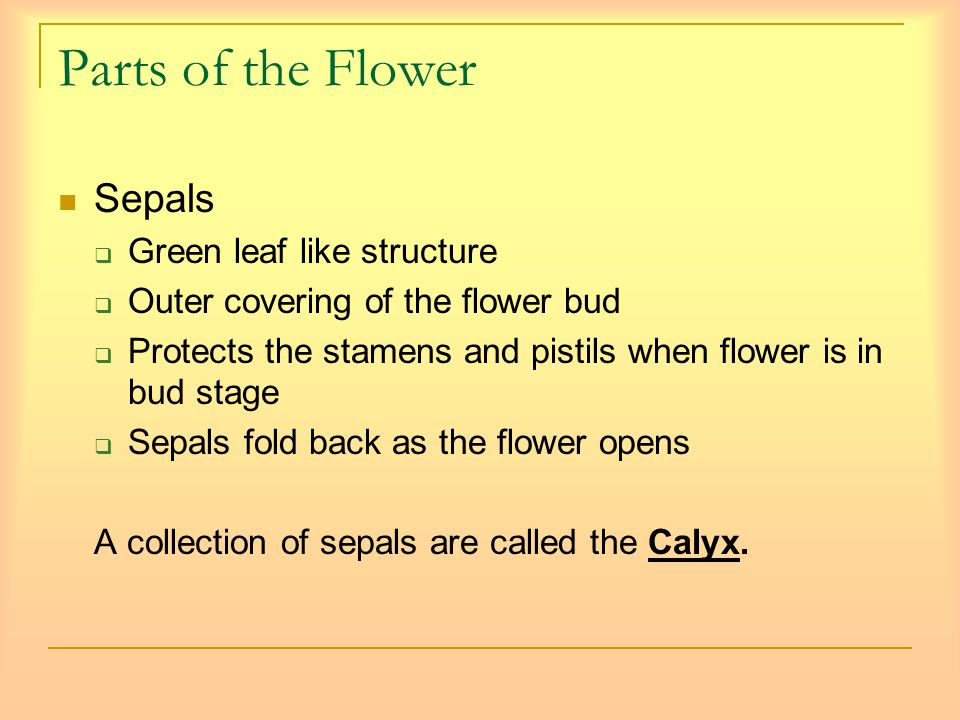 Parts of the Flower Sepals  Green leaf like structure  Outer covering of the flower bud  Protects the stamens and pistils when flower is in bud stage  Sepals fold back as the flower opens A collection of sepals are called the Calyx.