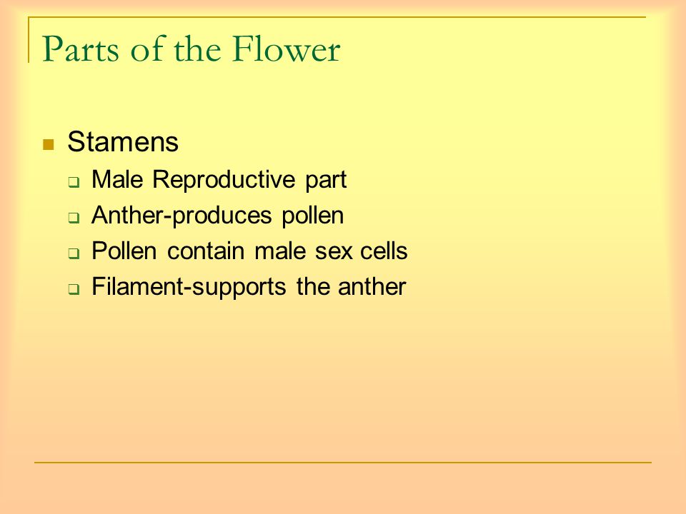 Parts of the Flower Stamens  Male Reproductive part  Anther-produces pollen  Pollen contain male sex cells  Filament-supports the anther