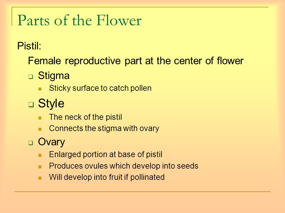 Parts of the Flower Pistil: Female reproductive part at the center of flower  Stigma Sticky surface to catch pollen  Style The neck of the pistil Connects the stigma with ovary  Ovary Enlarged portion at base of pistil Produces ovules which develop into seeds Will develop into fruit if pollinated