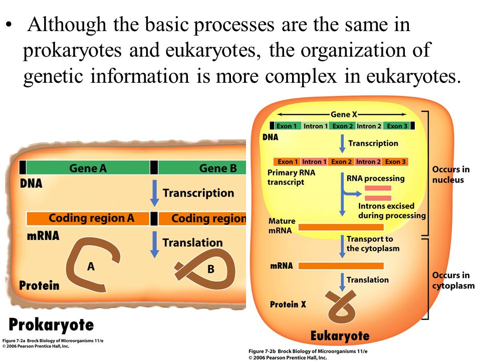 essentials of molecular biology - ppt video online download essentials of molecular biology - ppt video online download, Presentation templates