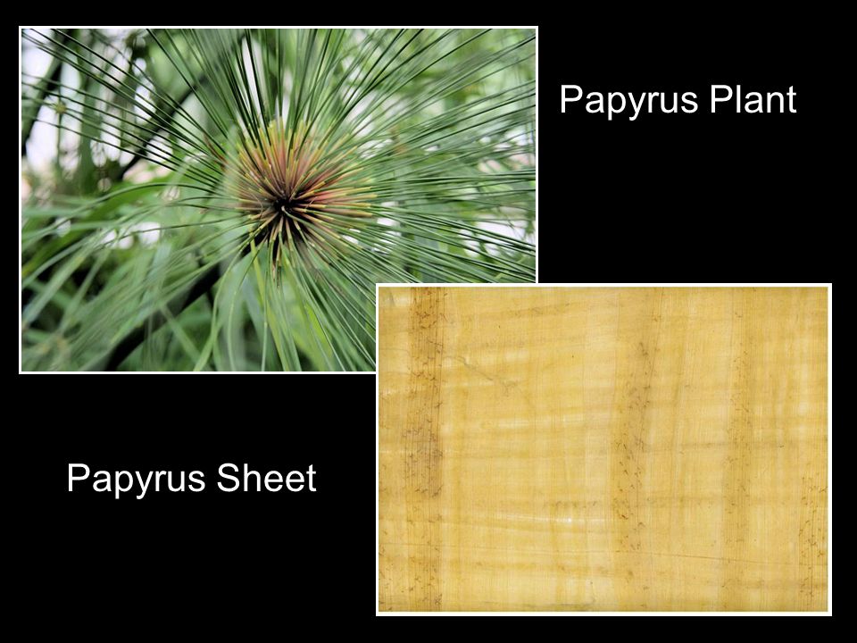 Papyrus Plant Papyrus Sheet