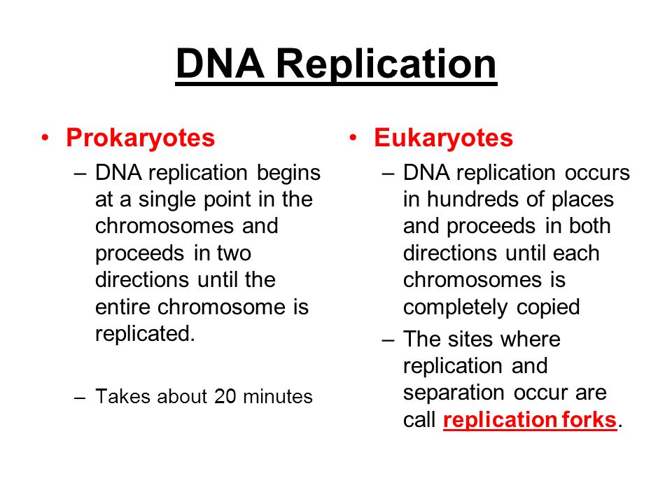 dna replication essay essay on dna replication genetics top dna replication and transcription venn diagram