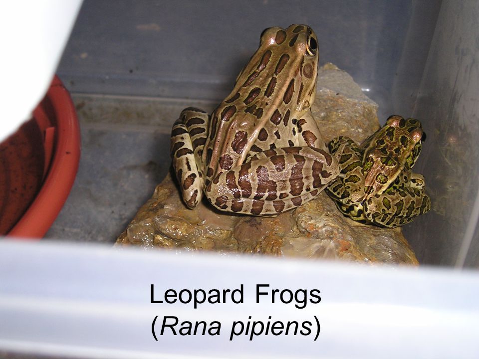 Leopard Frogs (Rana pipiens)