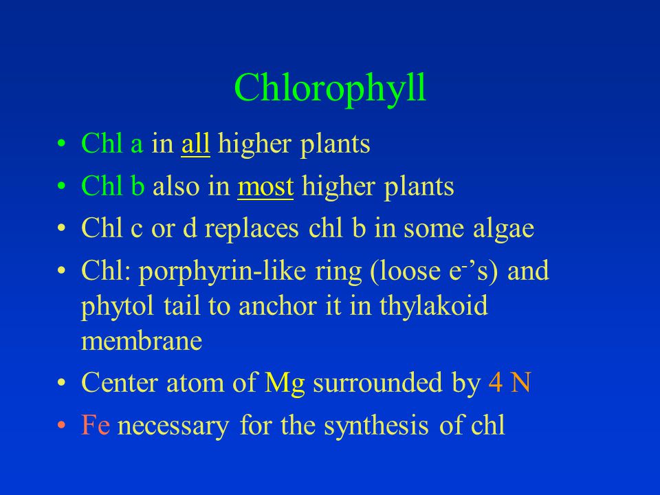 Chlorophyll Chl a in all higher plants Chl b also in most higher plants Chl c or d replaces chl b in some algae Chl: porphyrin-like ring (loose e - ’s) and phytol tail to anchor it in thylakoid membrane Center atom of Mg surrounded by 4 N Fe necessary for the synthesis of chl