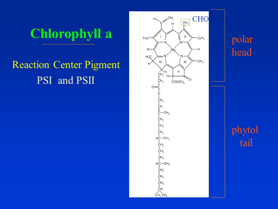 Chlorophyll a CHO Reaction Center Pigment PSI and PSII polar head phytol tail