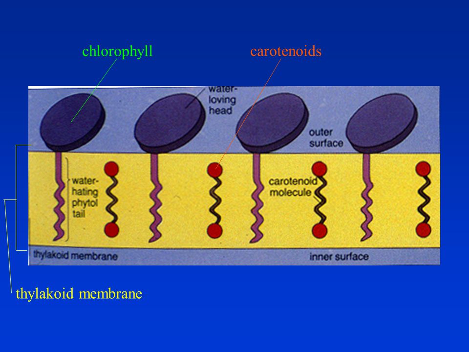 chlorophyll carotenoids thylakoid membrane