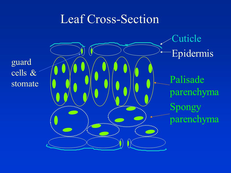 Leaf Cross-Section Cuticle Epidermis guard cells & stomate Palisade parenchyma Spongy parenchyma