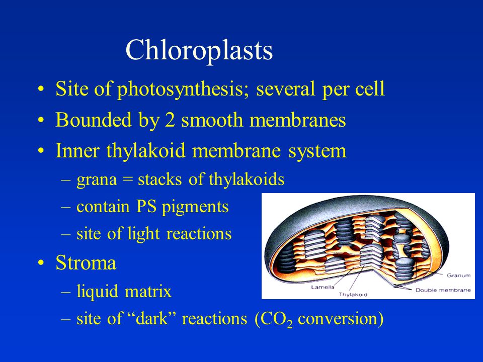 Chloroplasts Site of photosynthesis; several per cell Bounded by 2 smooth membranes Inner thylakoid membrane system –grana = stacks of thylakoids –contain PS pigments –site of light reactions Stroma –liquid matrix –site of dark reactions (CO 2 conversion)