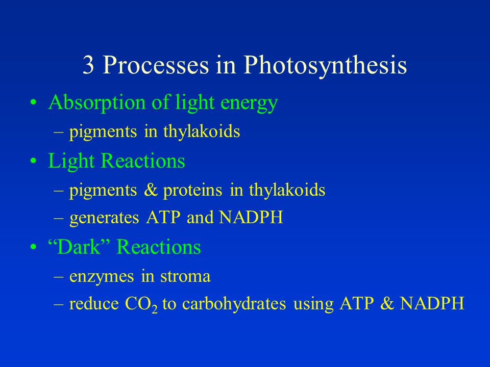 3 Processes in Photosynthesis Absorption of light energy –pigments in thylakoids Light Reactions –pigments & proteins in thylakoids –generates ATP and NADPH Dark Reactions –enzymes in stroma –reduce CO 2 to carbohydrates using ATP & NADPH