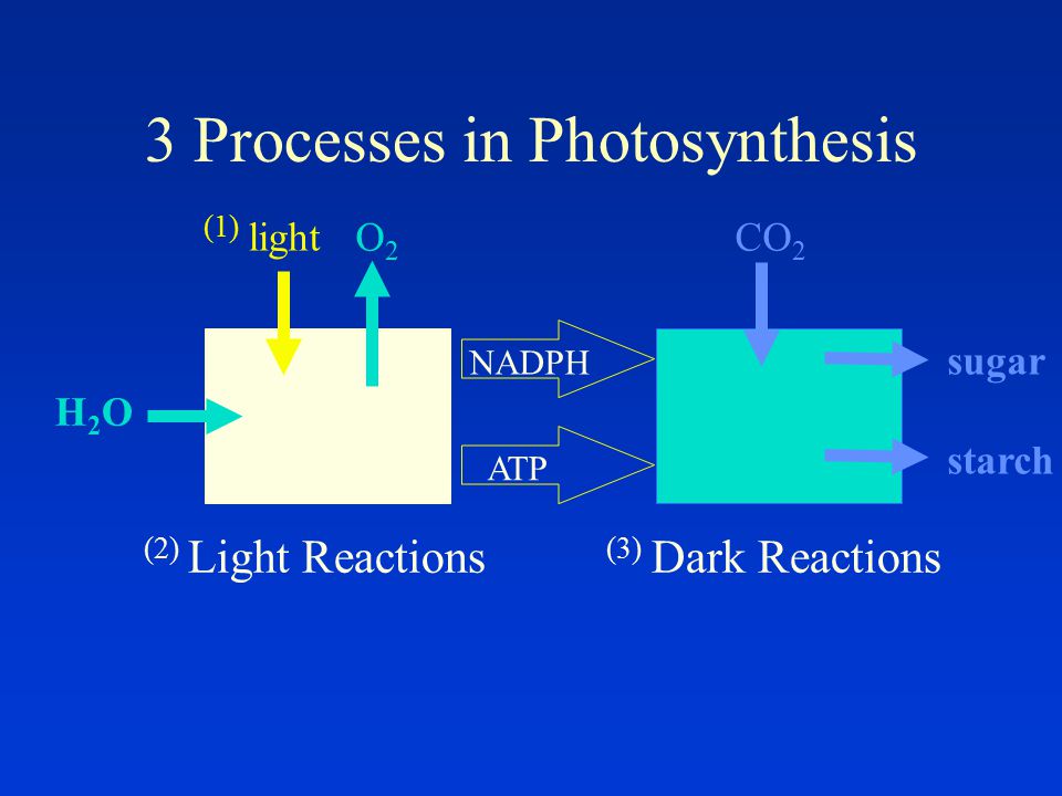 3 Processes in Photosynthesis (1) light O 2 CO 2 sugar starch H2OH2O (2) Light Reactions (3) Dark Reactions NADPH ATP