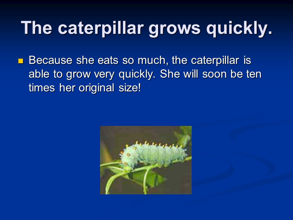 A baby caterpillar hatches… Caterpillars are eating machines.