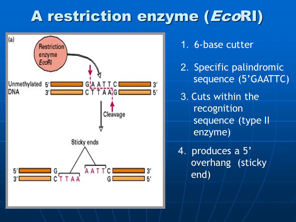 A restriction enzyme (EcoRI) 1. 6-base cutter 4. produces a 5’ overhang (sticky end) 2.