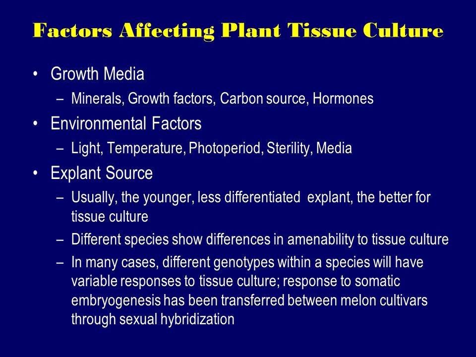 Factors Affecting Plant Tissue Culture Growth Media –Minerals, Growth factors, Carbon source, Hormones Environmental Factors –Light, Temperature, Photoperiod, Sterility, Media Explant Source –Usually, the younger, less differentiated explant, the better for tissue culture –Different species show differences in amenability to tissue culture –In many cases, different genotypes within a species will have variable responses to tissue culture; response to somatic embryogenesis has been transferred between melon cultivars through sexual hybridization