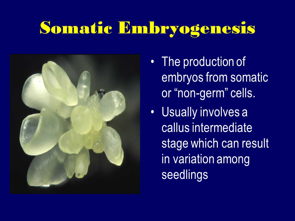 Somatic Embryogenesis The production of embryos from somatic or non-germ cells.