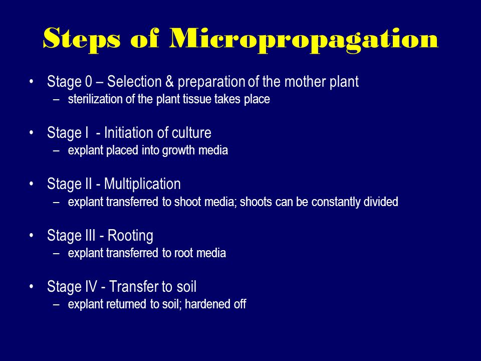 Steps of Micropropagation Stage 0 – Selection & preparation of the mother plant –sterilization of the plant tissue takes place Stage I - Initiation of culture –explant placed into growth media Stage II - Multiplication –explant transferred to shoot media; shoots can be constantly divided Stage III - Rooting –explant transferred to root media Stage IV - Transfer to soil –explant returned to soil; hardened off
