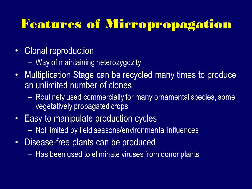 Features of Micropropagation Clonal reproduction –Way of maintaining heterozygozity Multiplication Stage can be recycled many times to produce an unlimited number of clones –Routinely used commercially for many ornamental species, some vegetatively propagated crops Easy to manipulate production cycles –Not limited by field seasons/environmental influences Disease-free plants can be produced –Has been used to eliminate viruses from donor plants