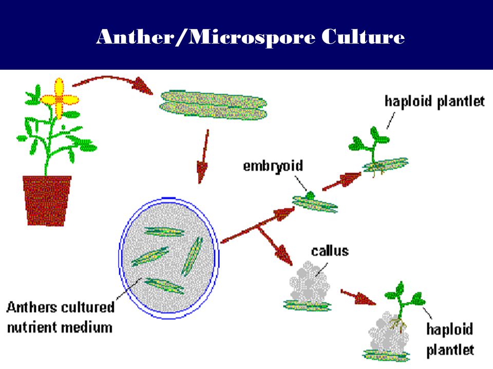 Anther/Microspore Culture