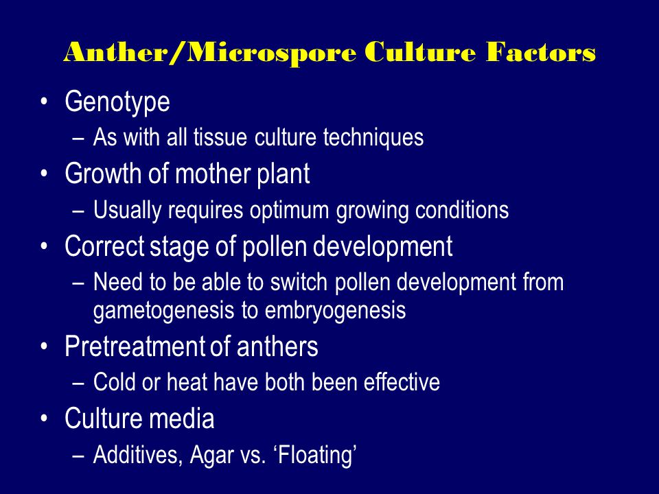 Anther/Microspore Culture Factors Genotype –As with all tissue culture techniques Growth of mother plant –Usually requires optimum growing conditions Correct stage of pollen development –Need to be able to switch pollen development from gametogenesis to embryogenesis Pretreatment of anthers –Cold or heat have both been effective Culture media –Additives, Agar vs.