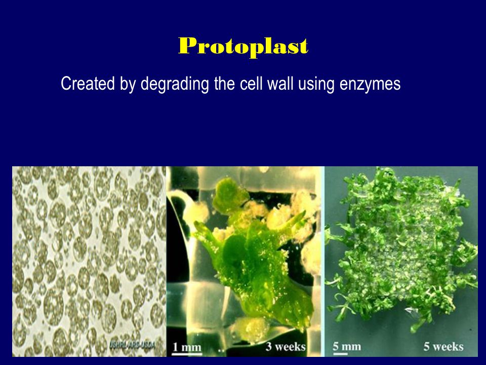 Protoplast Created by degrading the cell wall using enzymes