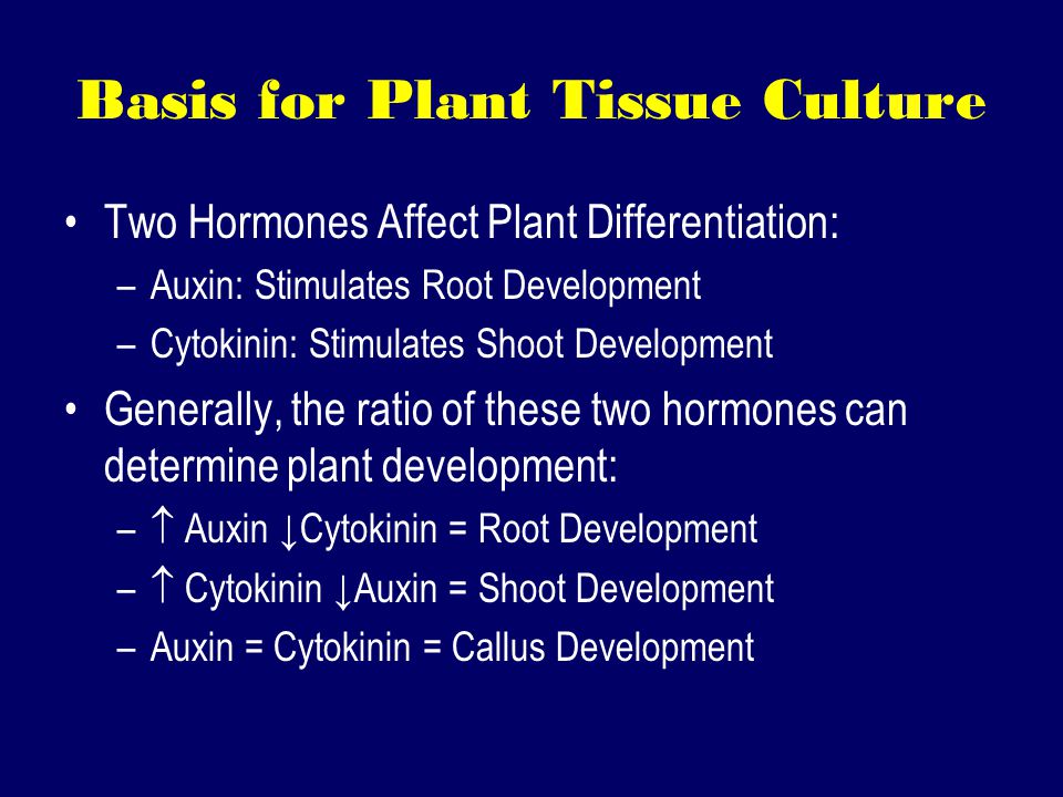Basis for Plant Tissue Culture Two Hormones Affect Plant Differentiation: –Auxin: Stimulates Root Development –Cytokinin: Stimulates Shoot Development Generally, the ratio of these two hormones can determine plant development: –  Auxin ↓Cytokinin = Root Development –  Cytokinin ↓Auxin = Shoot Development –Auxin = Cytokinin = Callus Development
