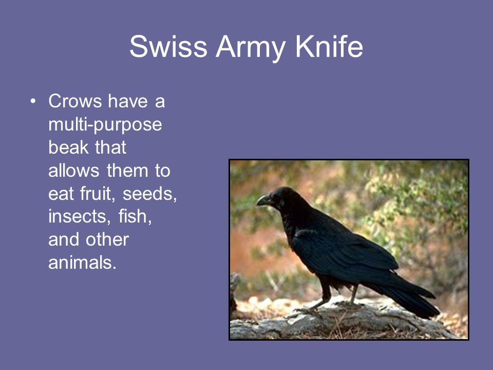 slide_10.jpg