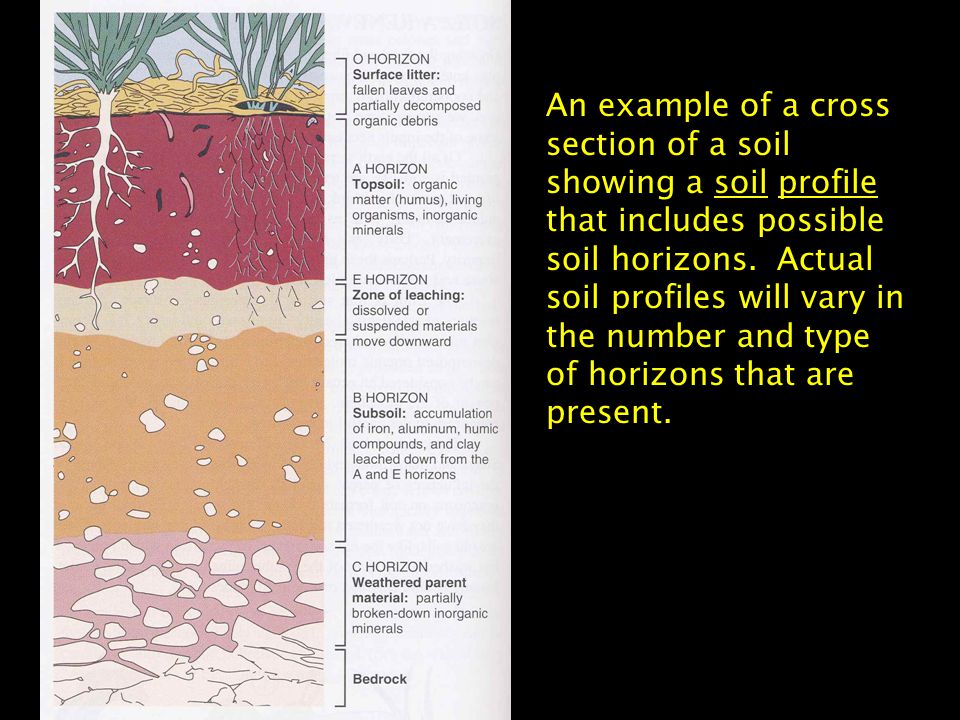 An example of a cross section of a soil showing a soil profile that includes possible soil horizons.
