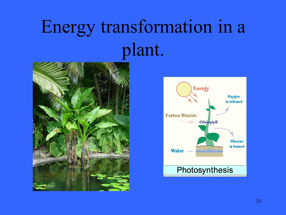 30 Energy transformation in a plant.