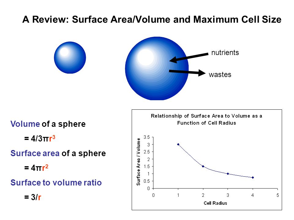 cell size surface area volume The surface area must be large enough to supply the volume of the whole cell only a certain amount of molecules may pass the plasma membrane at a time when the volume surpasses the surface area, the cell will stop growing. cell size surface area volume The surface area must be large enough to supply the volume of the whole cell only a certain amount of molecules may pass the plasma membrane at a time when the volume surpasses the surface area, the cell will stop growing.