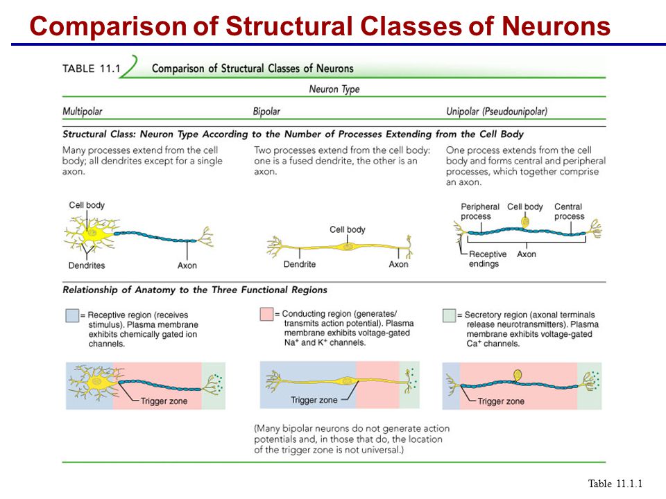 1 according to the conduction
