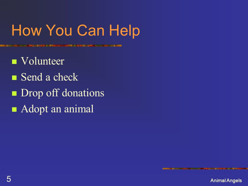 Animal Angels 5 How You Can Help Volunteer Send a check Drop off donations Adopt an animal