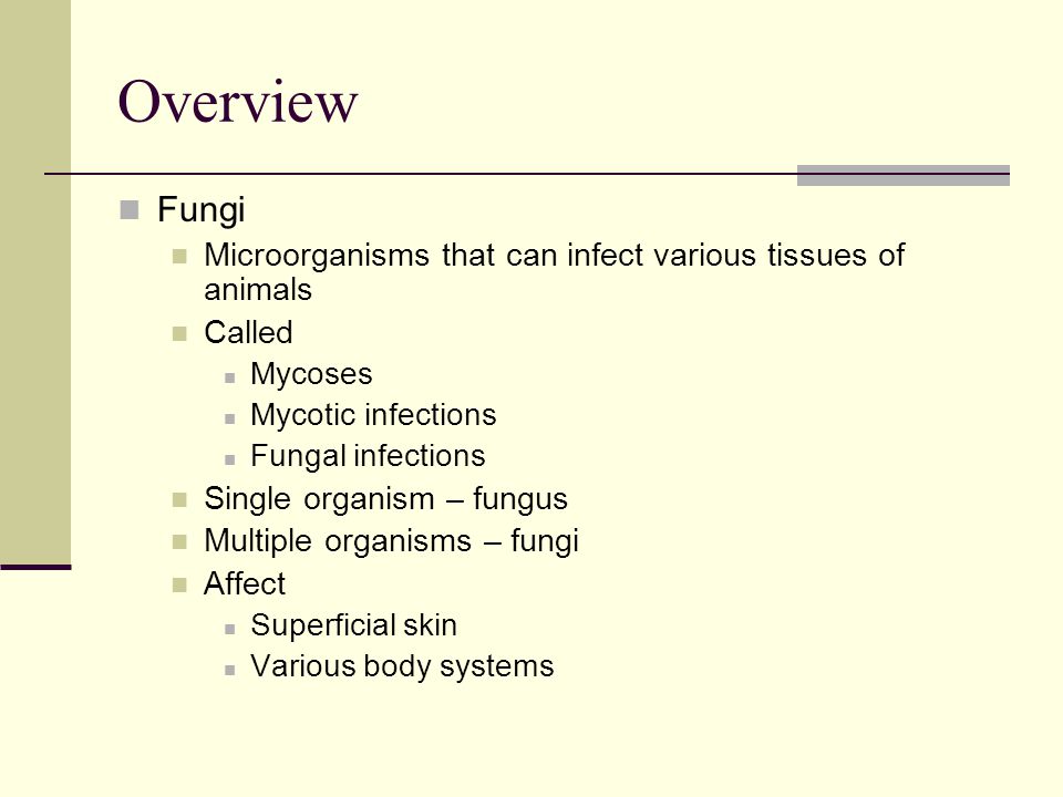 Overview Fungi Microorganisms that can infect various tissues of animals Called Mycoses Mycotic infections Fungal infections Single organism – fungus Multiple organisms – fungi Affect Superficial skin Various body systems