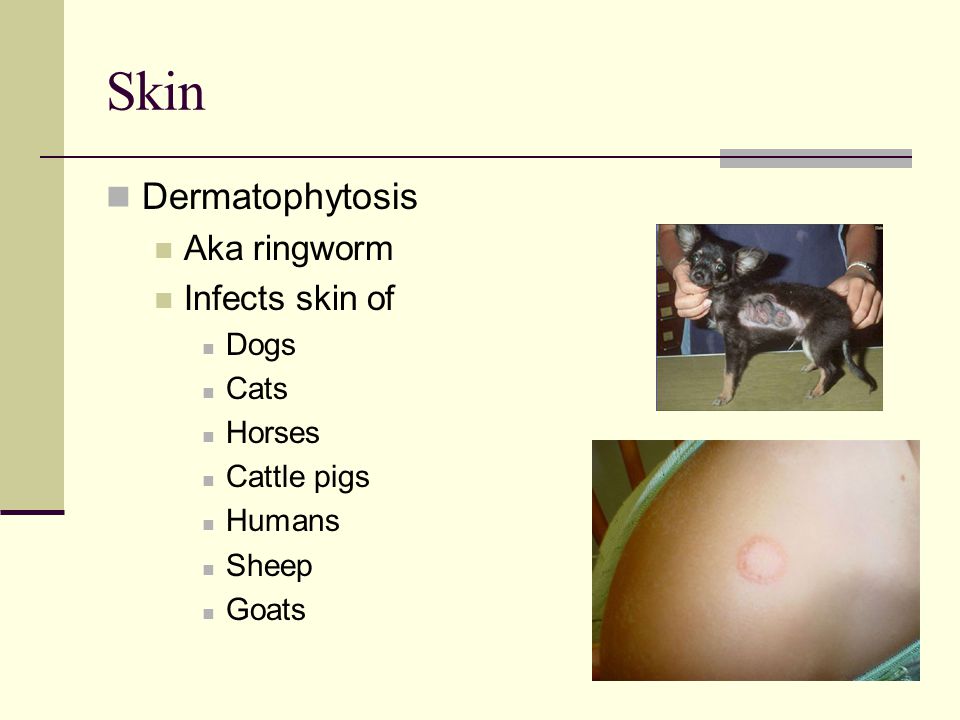 Skin Dermatophytosis Aka ringworm Infects skin of Dogs Cats Horses Cattle pigs Humans Sheep Goats