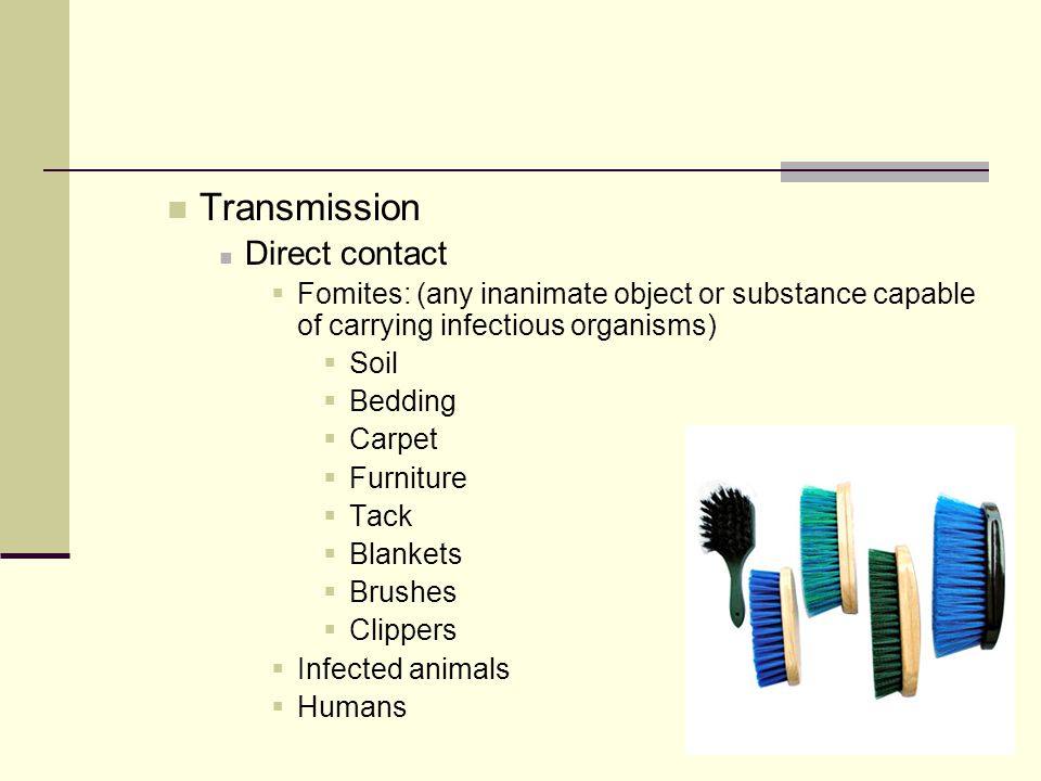Transmission Direct contact  Fomites: (any inanimate object or substance capable of carrying infectious organisms)  Soil  Bedding  Carpet  Furniture  Tack  Blankets  Brushes  Clippers  Infected animals  Humans