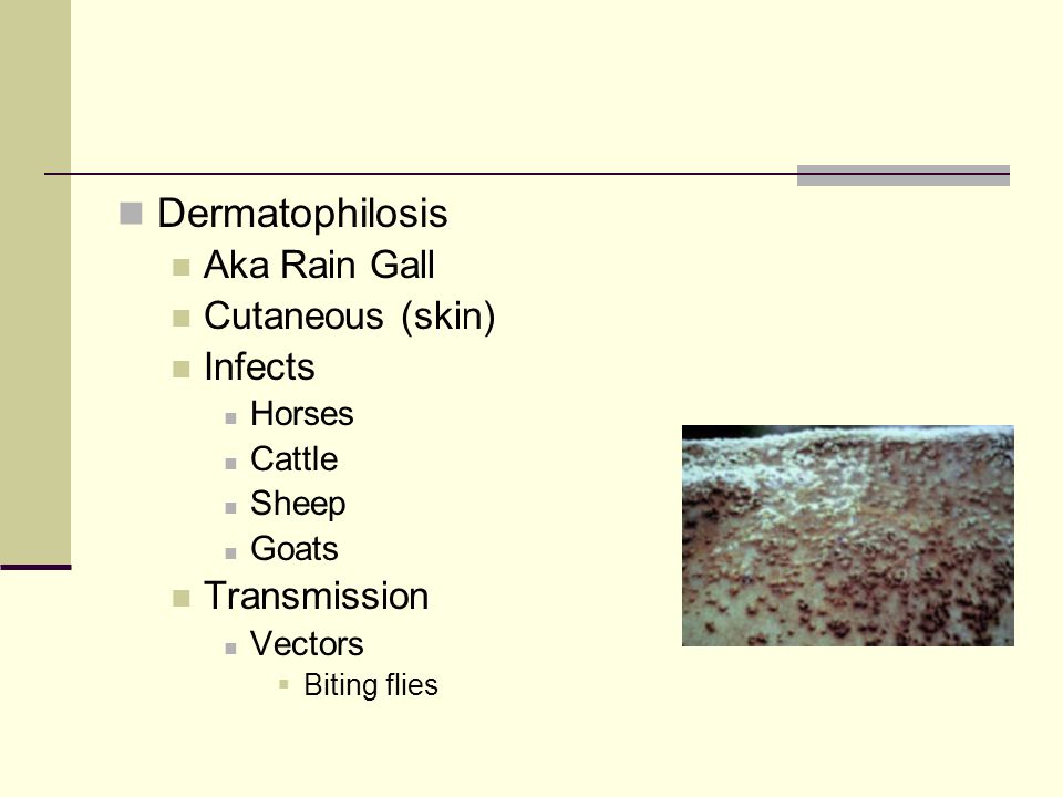 Dermatophilosis Aka Rain Gall Cutaneous (skin) Infects Horses Cattle Sheep Goats Transmission Vectors  Biting flies