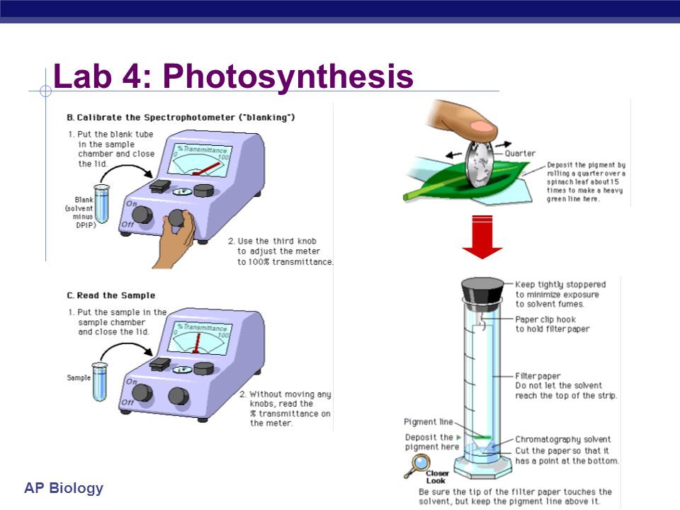 Photosynthesis: The Role of Light Essay