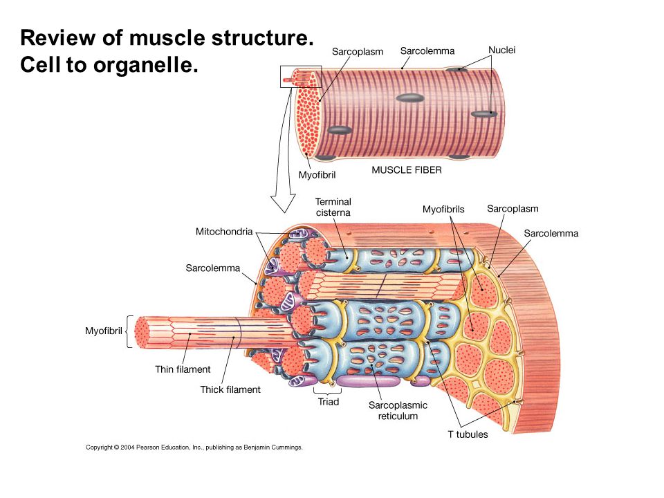 muscle cell organelles muscle cell organelles, Muscles