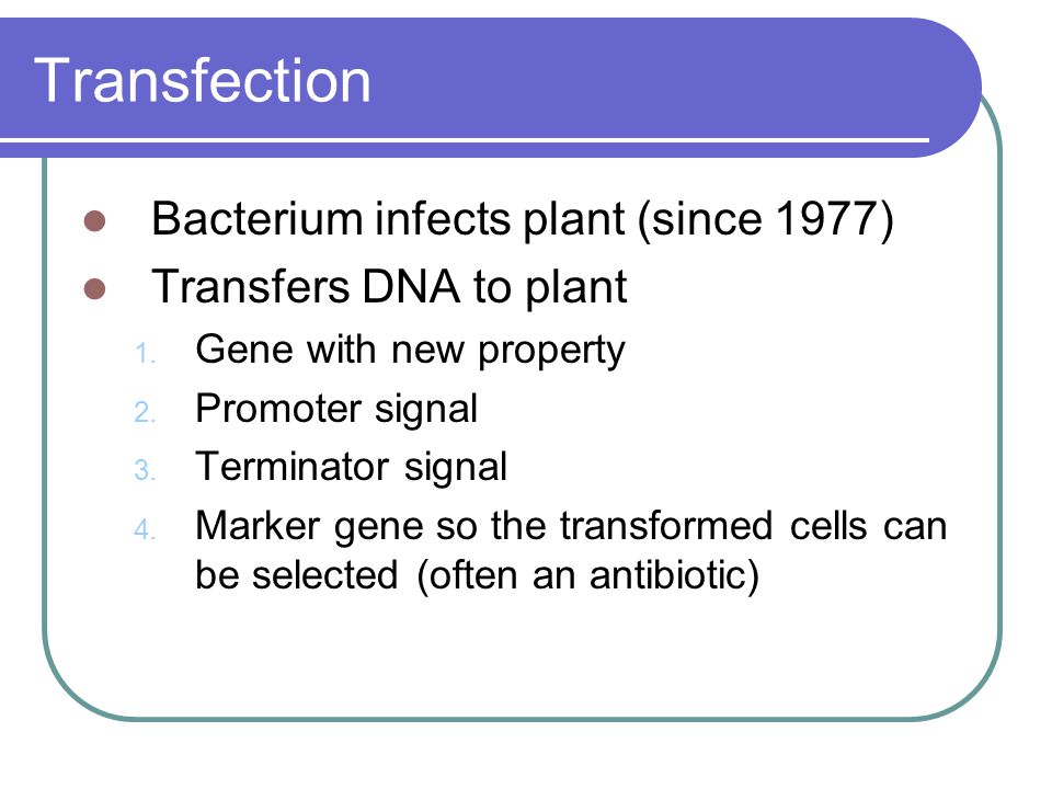 Transfection Bacterium infects plant (since 1977) Transfers DNA to plant 1.