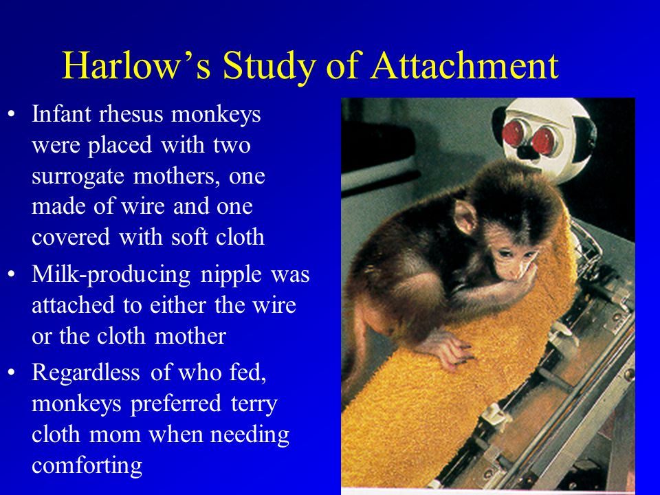 Harlow’s Study of Attachment Infant rhesus monkeys were placed with two surrogate mothers, one made of wire and one covered with soft cloth Milk-producing nipple was attached to either the wire or the cloth mother Regardless of who fed, monkeys preferred terry cloth mom when needing comforting