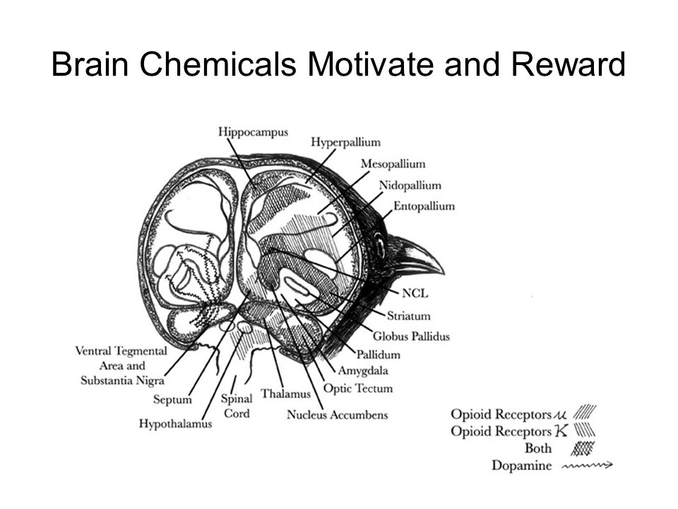 Brain Chemicals Motivate and Reward