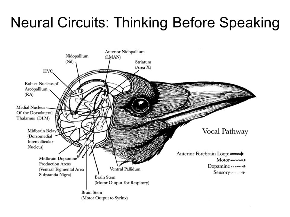 Neural Circuits: Thinking Before Speaking
