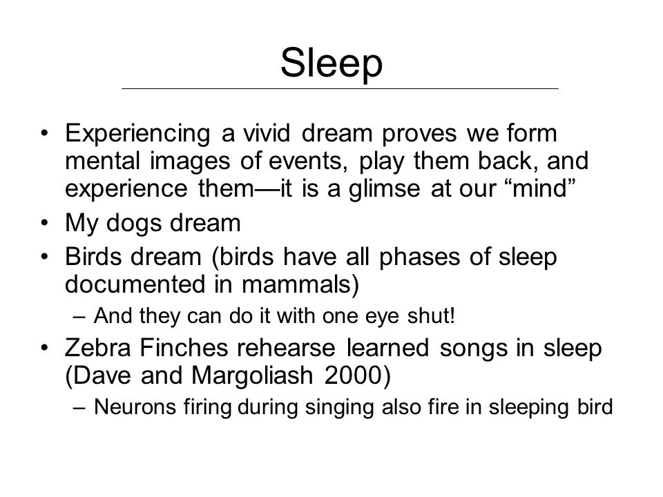 Sleep Experiencing a vivid dream proves we form mental images of events, play them back, and experience them—it is a glimse at our mind My dogs dream Birds dream (birds have all phases of sleep documented in mammals) –And they can do it with one eye shut.