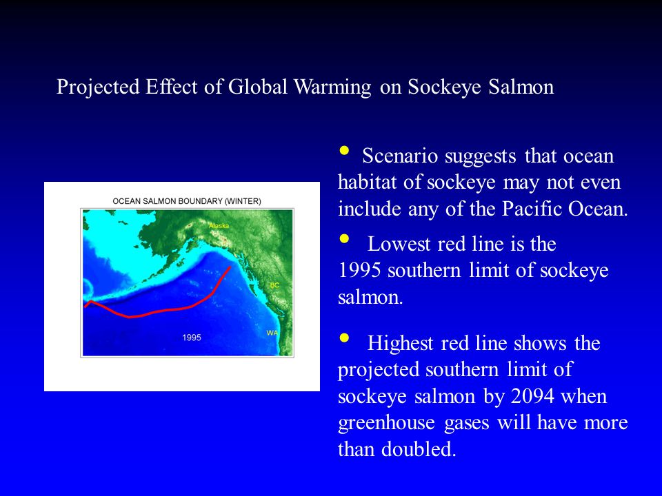 Projected Effect of Global Warming on Sockeye Salmon Lowest red line is the 1995 southern limit of sockeye salmon.