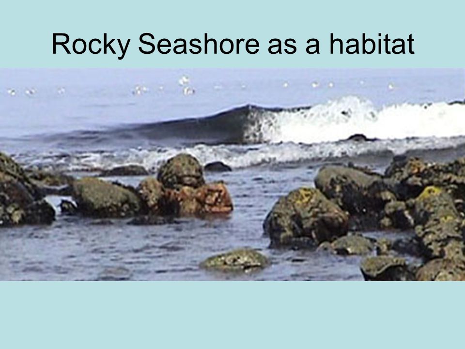 Rocky Seashore as a habitat