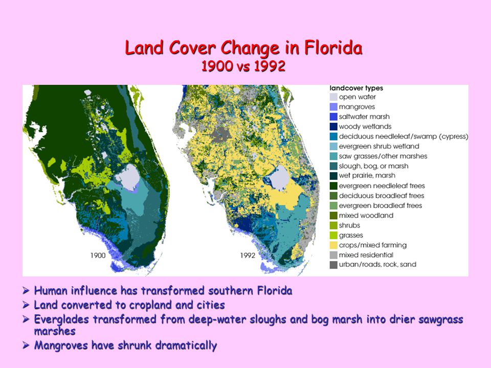 Land Cover Change in Florida 1900 vs 1992  Human influence has transformed southern Florida  Land converted to cropland and cities  Everglades transformed from deep-water sloughs and bog marsh into drier sawgrass marshes  Mangroves have shrunk dramatically