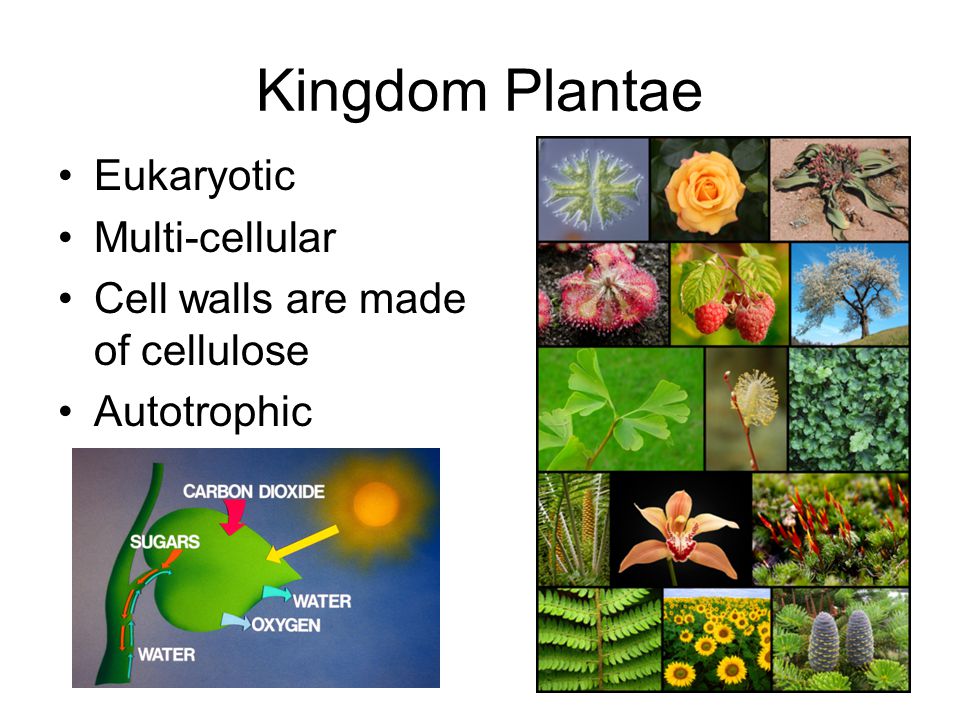 Image result for plantae kingdom