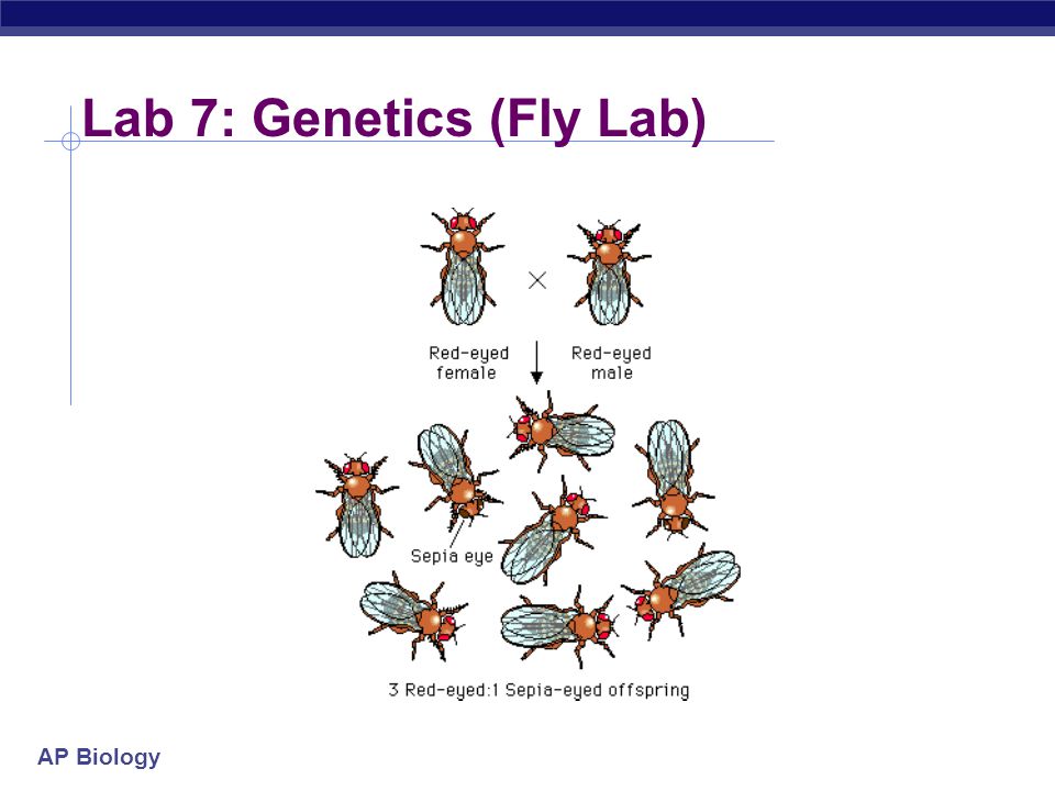biology essays genetics biology essays genetics