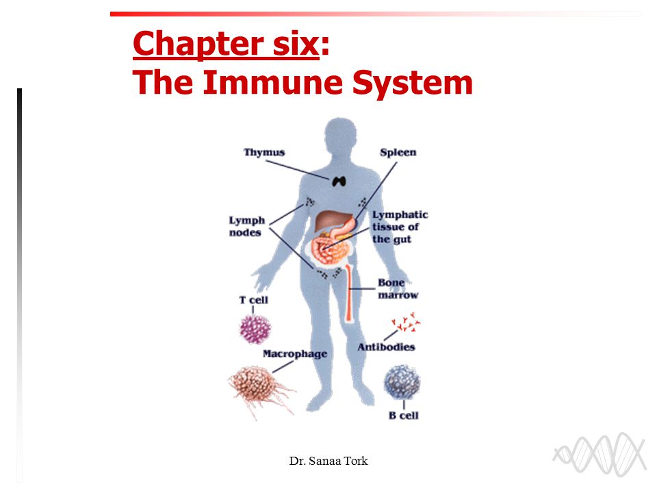 What does the immune system do?